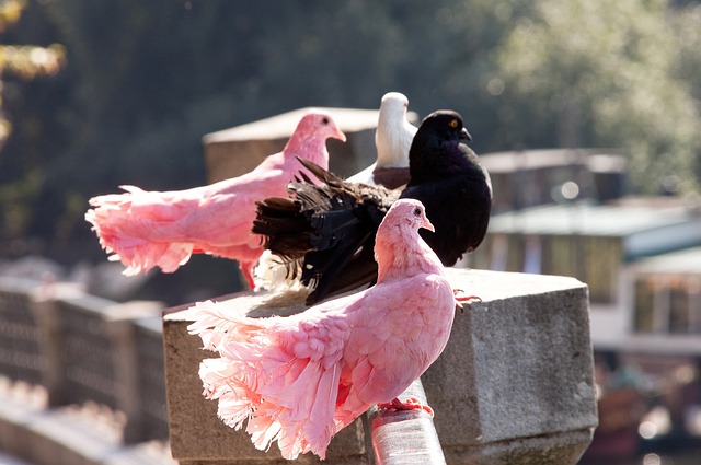 骑士多次通 骑士多次通